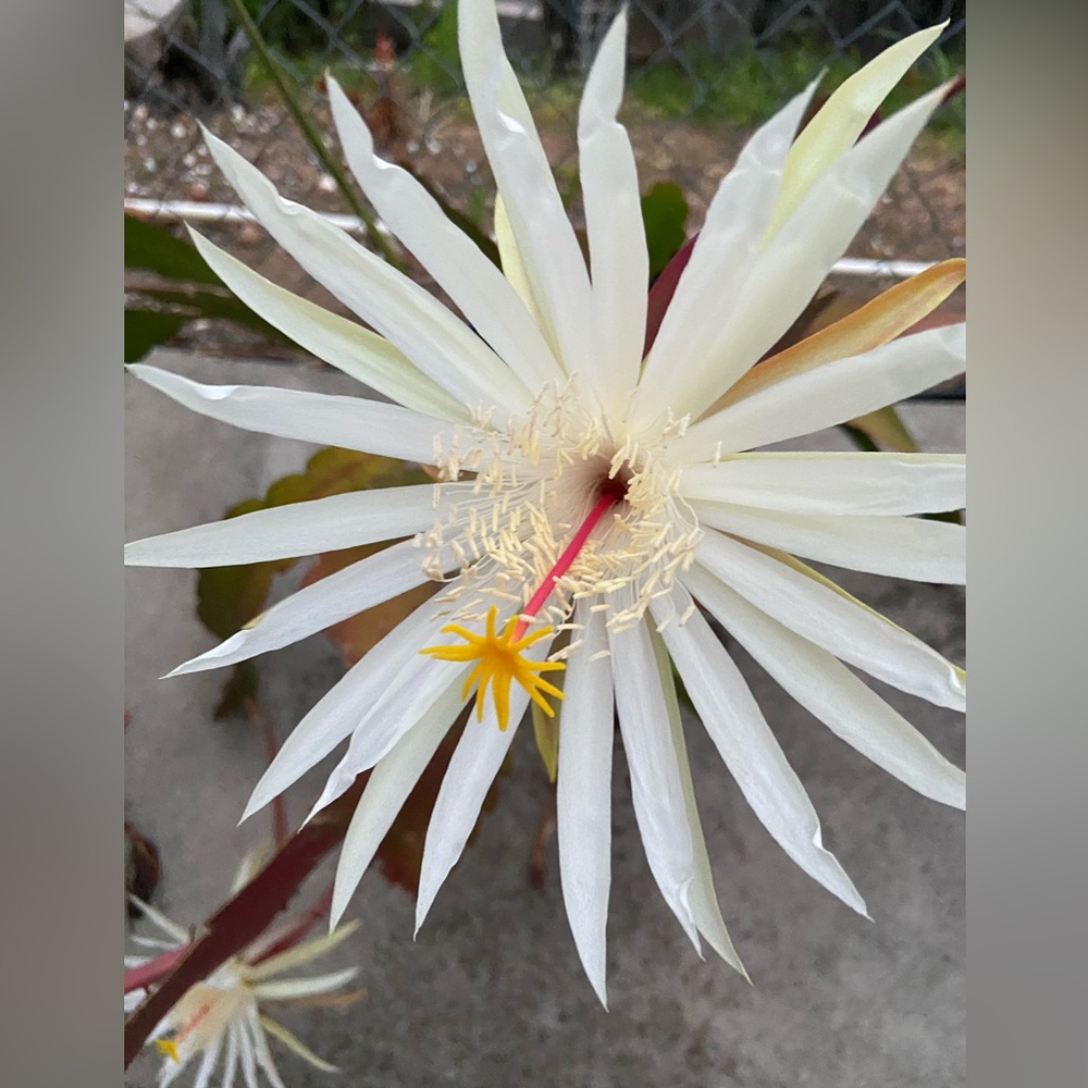Succulent White Epiphyllum Plant